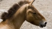 Wild horse przhevalsky